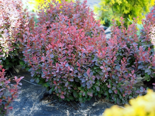 Berberis thunbergii 'Paola' 